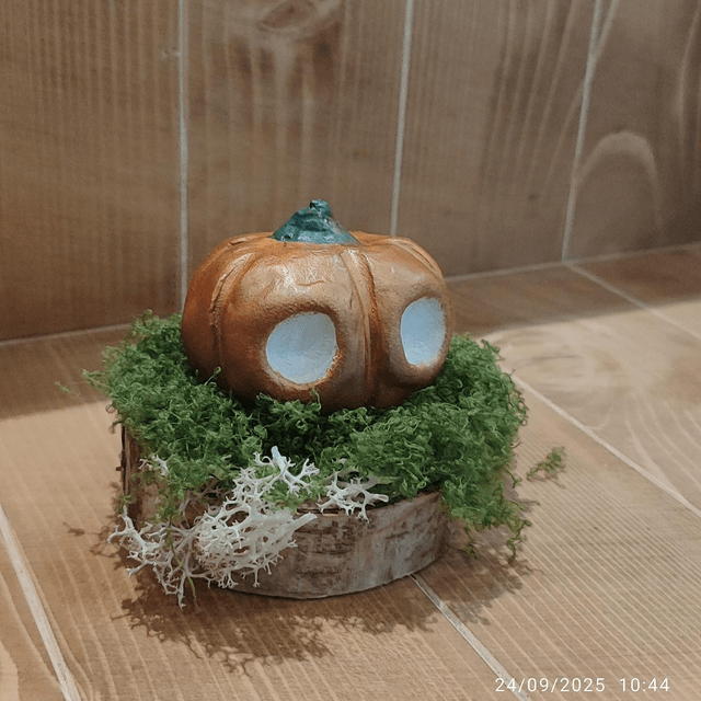 Darumas Courge #1