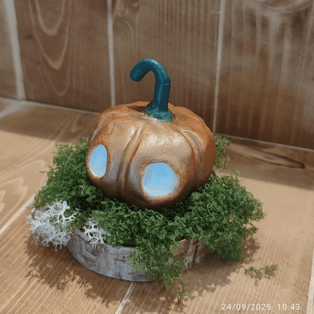 Darumas Courge #3