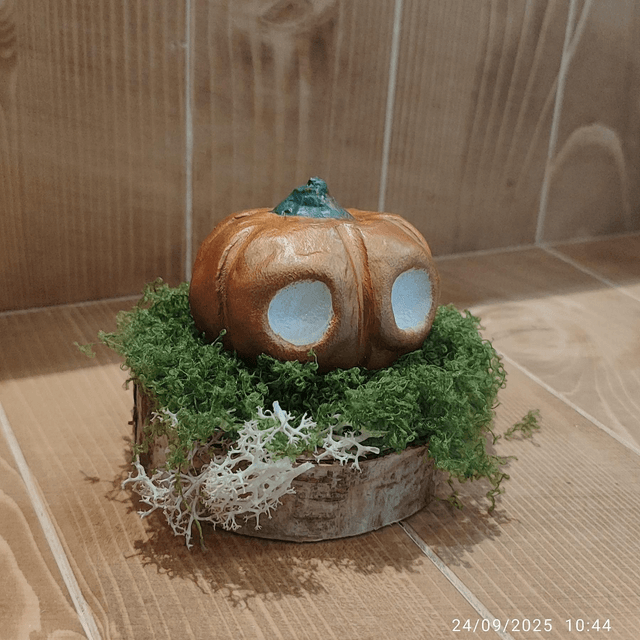 Darumas Courge #1
