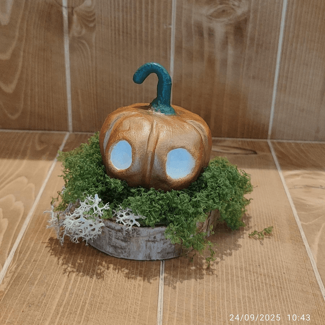 Darumas Courge #3